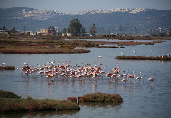 Bosphorus Tuzla Lake